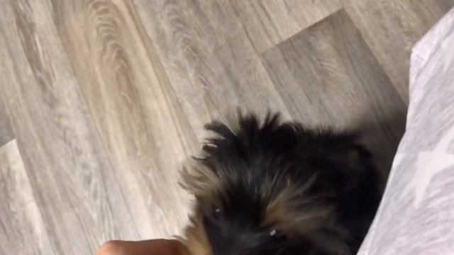 VLOG:НАШИ БУДНИ,ЧИЩУ ЗУБЫ ЙОРКАМ. Одежда для Маркус шоп♥️ смотреть онлайн