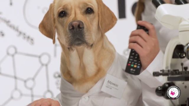 Новинка, серия по уходу за домашними животными смотреть онлайн