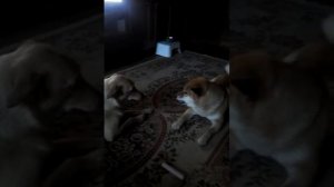 Сиба-ину. Голос.