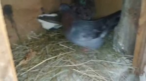 Паровка николаевских голубей  2016 год.