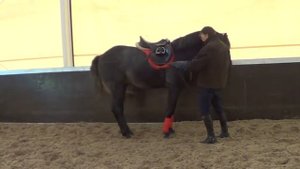 Выездка лошади. Остановки в руках.