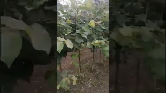 Buy Lime Trees Online - Irish Grown Tilia Cordata смотреть онлайн