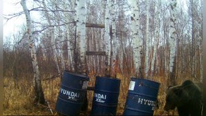 природа в Амурской области