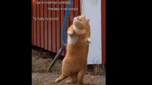 Коты.........Иваси............Песни!!!!!!!!!