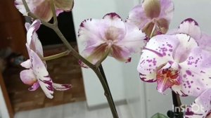 История восстановления орхидеи Мейджик Арт