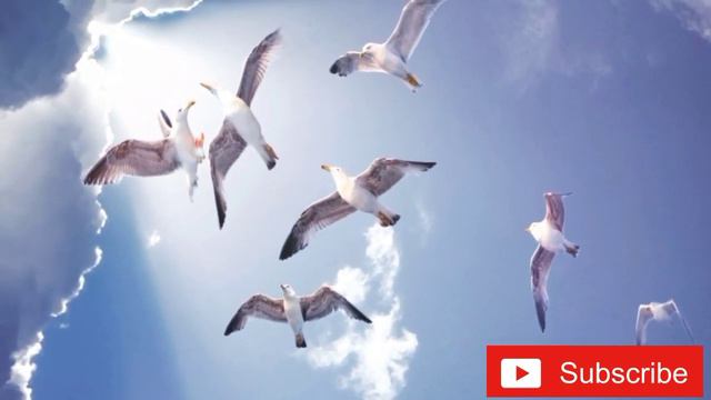 Beautiful Bamboo Flute Sounds | For Deep Sleep, Stress Relief & Relaxation. смотреть онлайн