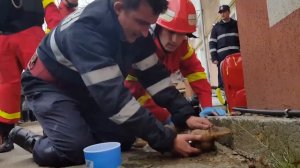 Пожарный спас жизнь собаке, сделав ей искусственное дыхание