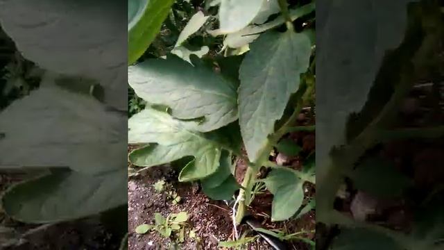 Кладоспориоз на томатах.