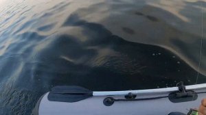 Ловля судака на финском заливе район Ушково. Новый комплект RiverBoats RB — 300(НДНД) и Yamaha 2л.с