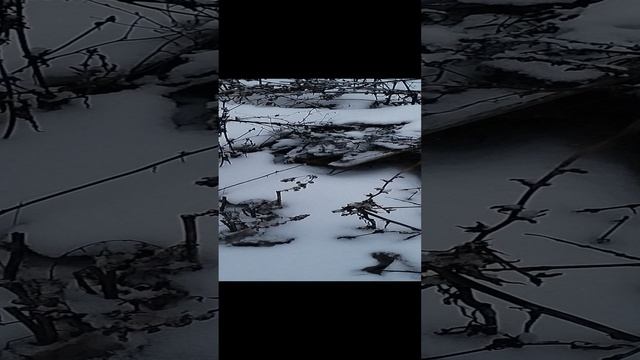 #живаяприрода #природа #зима