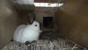 КАК ОКРОЛИТСЯ КРОЛЬЧИХА КАК КРОЛЬЧИХА ГОТОВИТСЯ К ОКРОЛУ Разведение кроликов