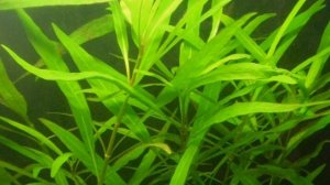 ГИГРОФИЛА ИВОЛИСТНАЯ. СОДЕРЖАНИЕ И РАЗМНОЖЕНИЕ В АКВАРИУМЕ.