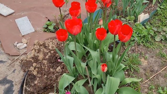 КРАСОТА ? ТЮЛЬПАНОВ, БУКЕТНАЯ ПОСАДКА И НЕ ТОЛЬКО ? смотреть онлайн