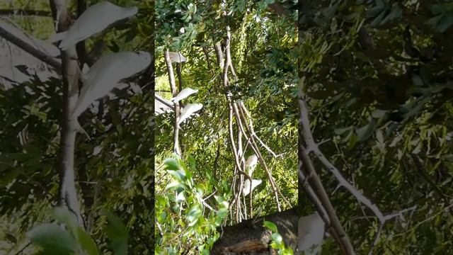 靖国神社✧白鳩さん