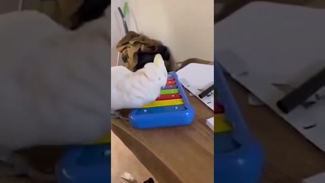 Музыкальная пауза!
