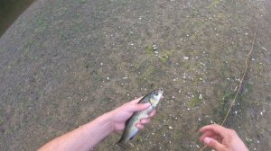 Fly fishing - chub, Struma river, Bulgaria