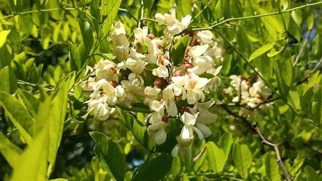 Цветение Белой акации 28 мая 2023г. Пчела гудит!!! смотреть онлайн