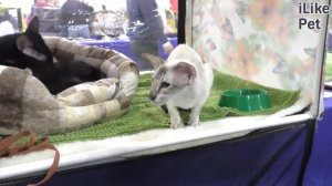 Что делать, если кошка не дает спать ночью?