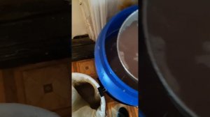 Ячка на кодзи. Неожиданный итог по браге 06.06.2023.