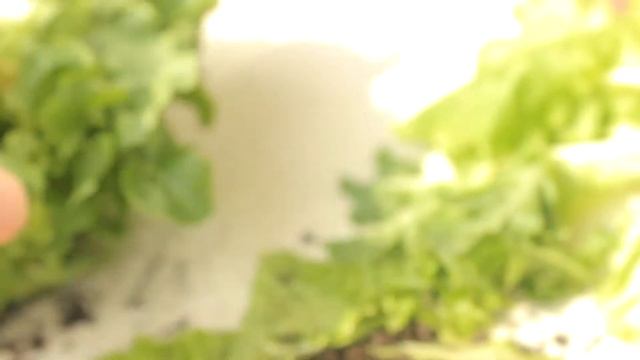 Плохие листья салата| выращивала листья салата, последствия.. смотреть онлайн