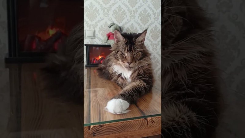 Кот Китайская мудрость#кот #кот#цитаты #юмор #озвучка #коты #юмор #мейнкун #мейнкуны