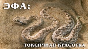 Эфа (Песчаная гадюка): Опасная ядовитая красотка из мира рептилий | Интересные факты про змей