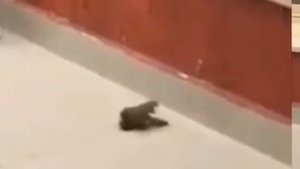 Животные помогают и спасают друг друга 2