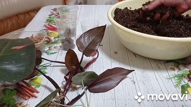 Комнатные цветы. Филодендрон Розовая Принцесса, аллоказия Блэк Вельвет. Пересадка.