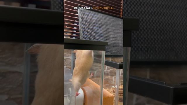 ハムスターパワー恐るべし【ハムスター脱走行動】 смотреть онлайн