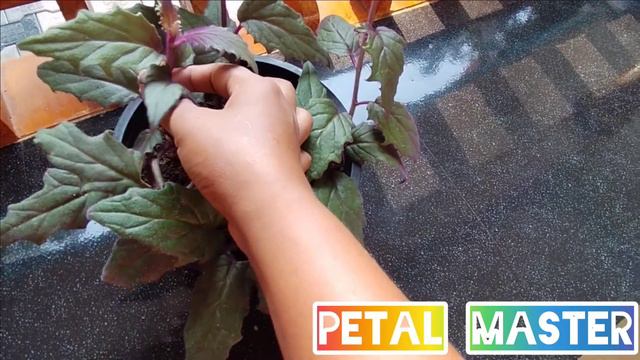 Royal velvet plant /Purple velvet plant care and propagation.