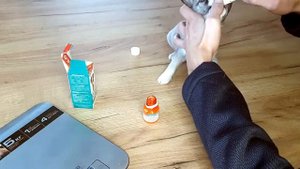 Как глистогонить чихуахуа, глистуем щенка чихуахуа.