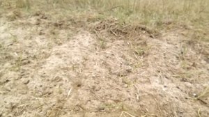 Мой огород на песке