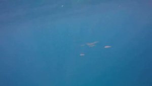 ПОДВОДНЫЙ МИР ЕГИПЕТ МАРСА АЛАМ  2 ЧАСТЬ | EGYPET Marsa Allam