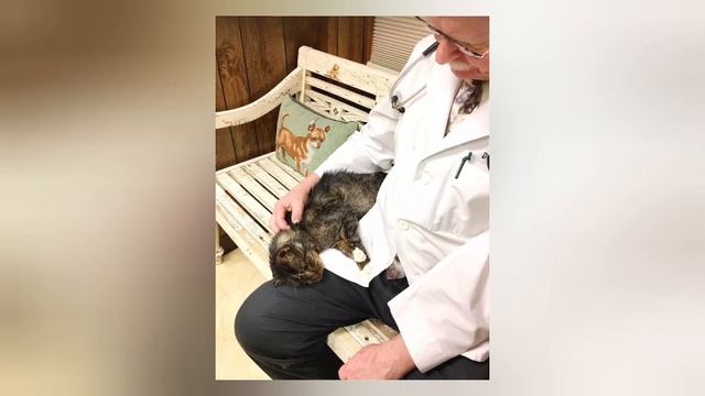 В свои 15 лет этот тощий кот пытался выжить на улице... смотреть онлайн