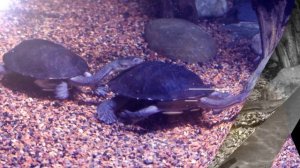 Филадельфийский Океанариум. Philadelphia Adventure Aquarium