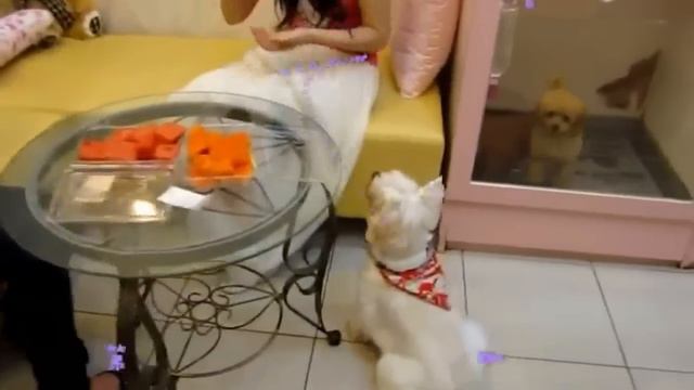 ♥ Oversea customer ♥ HK Miss Lee ♥ Red toy teacup poodle смотреть онлайн