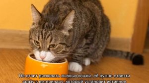 Асцит у кошек: водянка, жидкость в брюшной полости