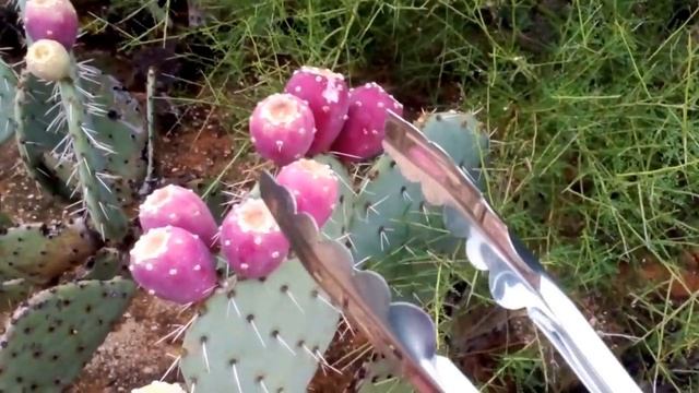 Собираем плоды кактуса Опунции.Аризона,США смотреть онлайн