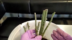 Саженцы роз из коробки. Как определить качество саженцев. #Розы #Саженцы