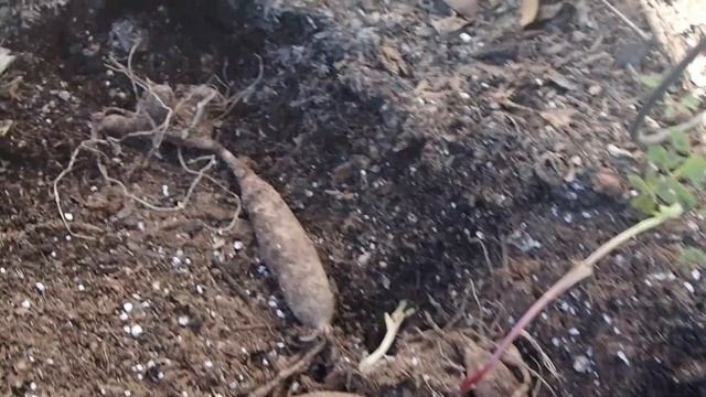 December 2020 and January 2021 Garden clean up planting dahlia tubers crocosmia corms in zone 8b смотреть онлайн