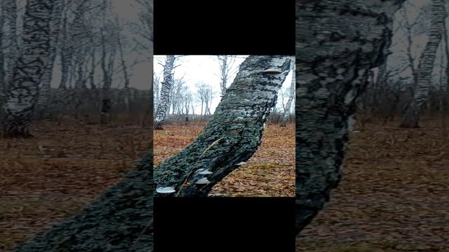 Грибы на дереве !