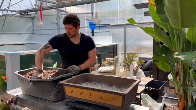 ПЕРЕСАДКА ОГРОМНОГО ДЕНЕЖНОГО ДЕРЕВА КРАССУЛА ОВАТА CRASSULA OVATA В ПЛОШКУ ДЛЯ БОНСАЙ МАСТЕР КЛАСС
