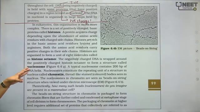 Molecular Basis of Inheritance - 1 | NCERT Highlights | Garima Goel