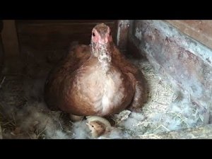 Индоутка вывела цыплят//Можно ли под утку подложить куриное яйцо?