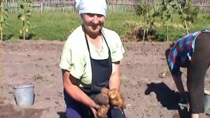 Копаем картошку мотоблоком Салют