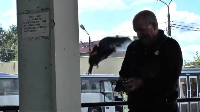 Человек, голуби и закон смотреть онлайн