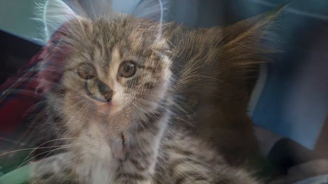 Интересные факты про кошек #1 / Interesting facts about cats