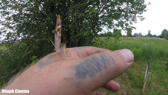 Лепидоптеролог по не воле или что сосёт бабочка. Баба Оля. смотреть онлайн