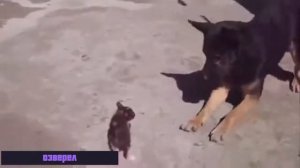 Песня   Зову мышей на бой  котенок озверел