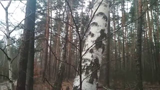 Иосиф Бродский Сонет смотреть онлайн